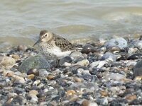 Calidris alpina 29, Bonte strandloper, Saxifraga-Willem van Kruijsbergen