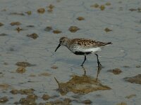Calidris alpina 3, Bonte strandloper, Saxifraga-Jan van der Straaten