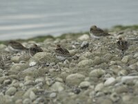 Calidris alpina 34, Bonte strandloper, Saxifraga-Willem van Kruijsbergen