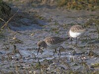 Calidris alpina 6, Bonte strandloper, Saxifraga-Luc Hoogenstein