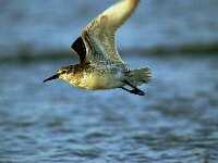 Calidris canutus 15, Kanoet, Saxifraga-Piet Munsterman