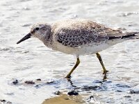 Calidris canutus 28, Kanoet, Saxifraga-Bart Vastenhouw