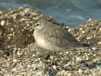 Calidris canutus 3, Kanoet, Saxifraga-Jan van der Straaten