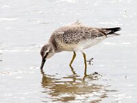 Calidris canutus 32, Kanoet, Saxifraga-Bart Vastenhouw
