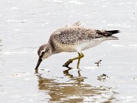 Calidris canutus 33, Kanoet, Saxifraga-Bart Vastenhouw