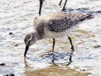 Calidris canutus 37, Kanoet, Saxifraga-Bart Vastenhouw