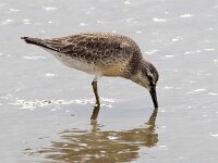 Calidris canutus 39, Kanoet, Saxifraga-Bart Vastenhouw