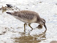 Calidris canutus 43, Kanoet, Saxifraga-Bart Vastenhouw