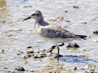 Calidris canutus 45, Kanoet, Saxifraga-Bart Vastenhouw