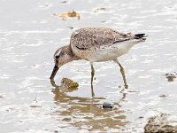 Calidris canutus 46, Kanoet, Saxifraga-Bart Vastenhouw