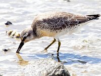 Calidris canutus 48, Kanoet, Saxifraga-Bart Vastenhouw