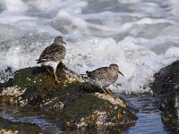 Calidris maritima 13, Paarse strandloper, Saxifraga-Peter Meininger