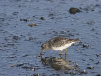Calidris maritima 2, Paarse strandloper, Saxifraga-Willem Jan Hoeffnagel