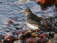 Calidris maritima 21, Paarse strandloper, Saxifraga-Bart Vastenhouw
