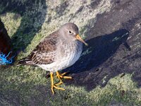 Calidris maritima 23, Paarse strandloper, Saxifraga-Bart Vastenhouw