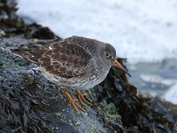 Calidris maritima 24, Paarse strandloper, Saxifraga-Bart Vastenhouw
