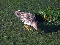 Calidris maritima 26, Paarse strandloper, Saxifraga-Bart Vastenhouw