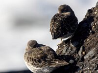 Calidris maritima 27, Paarse strandloper, Saxifraga-Bart Vastenhouw