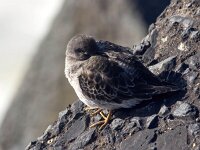 Calidris maritima 28, Paarse strandloper, Saxifraga-Bart Vastenhouw
