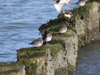 Calidris maritima 32, Paarse strandloper, Saxifraga-Peter Meininger