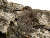 Calidris maritima 34, Paarse strandloper, Saxifraga-Bart Vastenhouw