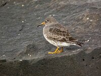 Calidris maritima 35, Paarse strandloper, Saxifraga-Bart Vastenhouw