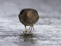 Calidris maritima 4, Paarse strandloper, Saxifraga-Mark Zekhuis