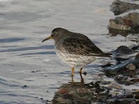 Calidris maritima 8, Paarse strandloper, Saxifraga-Bart Vastenhouw