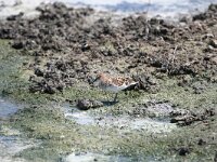 Calidris minuta 11, Kleine strandloper, Saxifraga-Dirk Hilbers