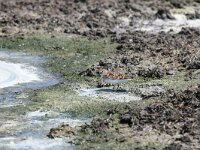 Calidris minuta 13, Kleine strandloper, Saxifraga-Dirk Hilbers