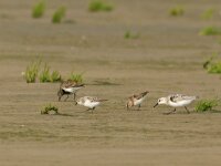 Calidris minuta 25, Kleine strandloper, Saxifraga-Mark Zekhuis