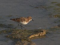 Calidris minuta 8, Kleine strandloper, Saxifraga-Luc Hoogenstein