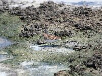 Calidris minuta 9, Kleine strandloper, Saxifraga-Dirk Hilbers