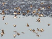 Calidris minutilla 3, Kleinste strandloper, Saxifraga-Mark Zekhuis