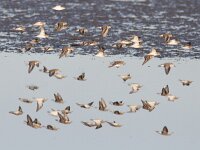 Calidris minutilla 5, Kleinste strandloper, Saxifraga-Mark Zekhuis