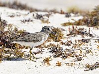 Calidris minutilla 9, Kleinste strandloper, Saxifraga-Tom Heijnen