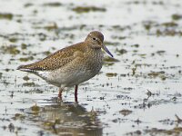 Calidris pugnax 21, Kemphaan, Saxifraga-Rik Kruit