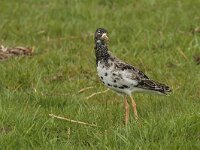 Calidris pugnax 26, Kemphaan, Saxifraga-Jan Nijendijk
