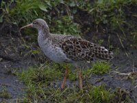 Calidris pugnax 34, Kemphaan, Saxifraga-Jan Nijendijk