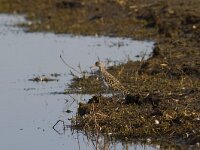 Calidris pugnax 85, Kemphaan, Saxifraga-Jan Nijendijk