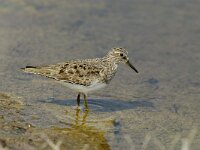 Calidris temminckii 4, Temmincks strandloper, Saxifraga-Piet Munsterman
