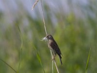 CarduElis cannabina 19, Kneu, Saxifraga-Jan Nijendijk
