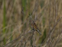 Carduelis cannabina 11, Kneu, Saxifraga-Jan Nijendijk