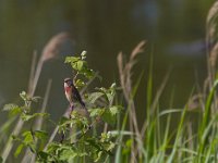 Carduelis cannabina 12, Kneu, Saxifraga-Jan Nijendijk