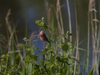 Carduelis cannabina 13, Kneu, Saxifraga-Jan Nijendijk