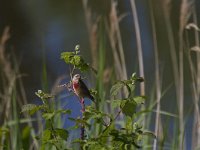 Carduelis cannabina 14, Kneu, Saxifraga-Jan Nijendijk