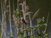 Carduelis cannabina 15, Kneu, Saxifraga-Jan Nijendijk
