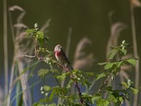 Carduelis cannabina 16, Kneu, Saxifraga-Jan Nijendijk