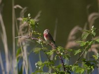 Carduelis cannabina 17, Kneu, Saxifraga-Jan Nijendijk