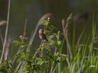 Carduelis cannabina 18, Kneu, Saxifraga-Jan Nijendijk